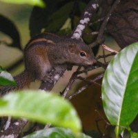 Funambulus